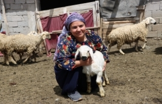 Üniversite mezunu kadın koyun çiftliği kurdu