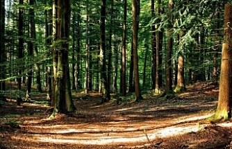 Türkiye genelinde ormanlık alanlara giriş 31 Ağustos'a kadar yasaklandı