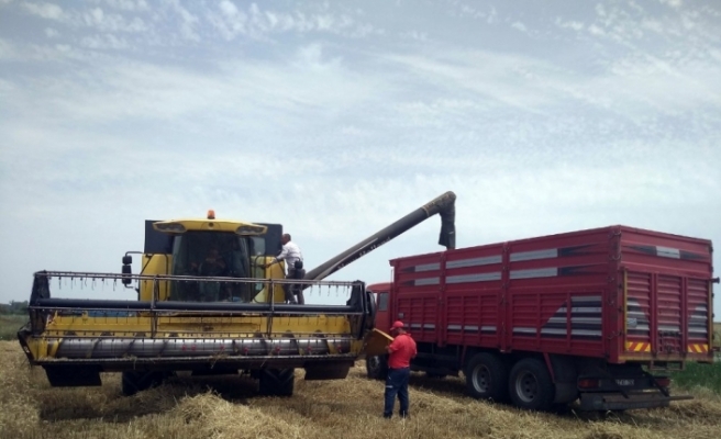 Edirne’de buğday veriminde geçen yıla göre ciddi düşüş yaşanıyor