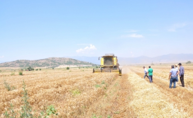 Türkiye’nin tahıl ambarı Güneydoğu’da buğday ve arpa hasadı başladı